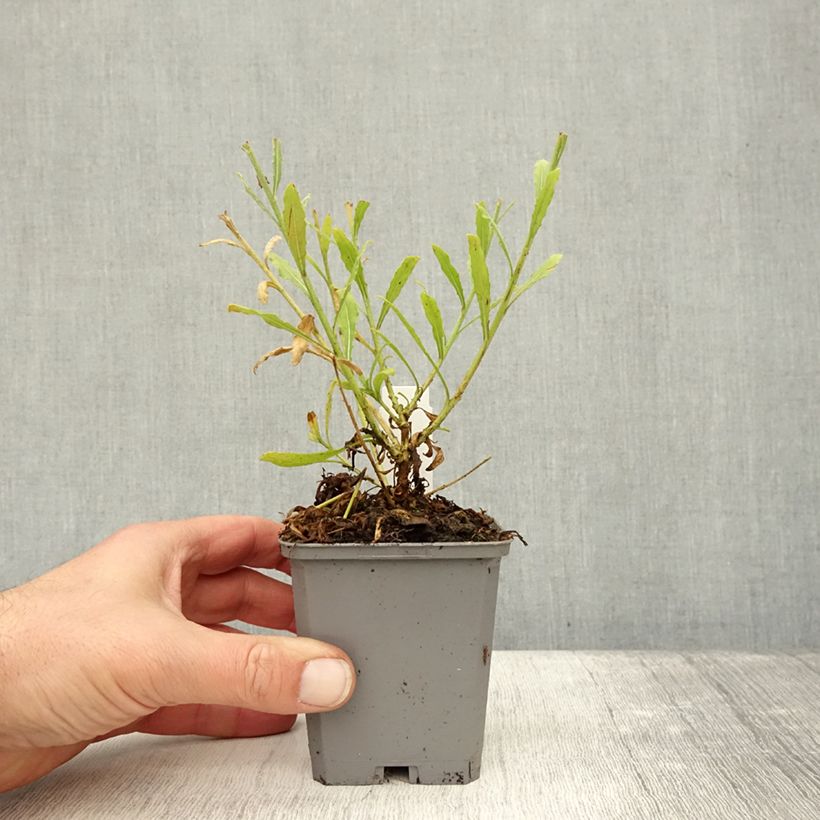 Esemplare di Gaura Snowbird Vasetto da 8/9 cm come consegnato in autunno