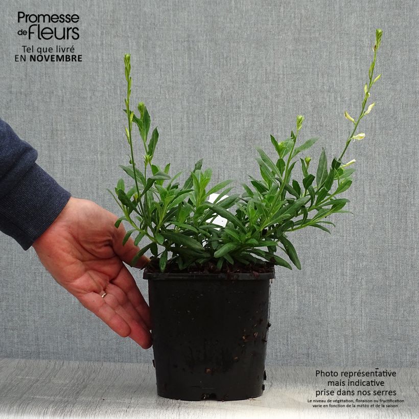 Esemplare di Gaura Snowbird Vaso da 2L/3L come consegnato in autunno