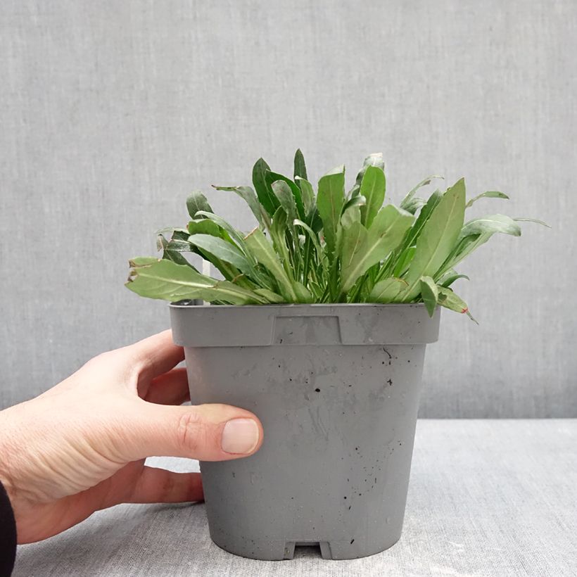 Gaura Summer Breeze Vaso da 2L/3L esemplare consegnato in inverno