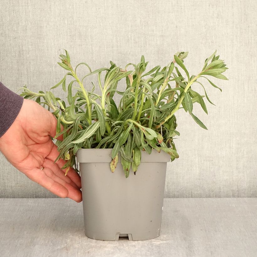 Gaura Summer Breeze Vaso da 2L/3L esemplare consegnato in primavera