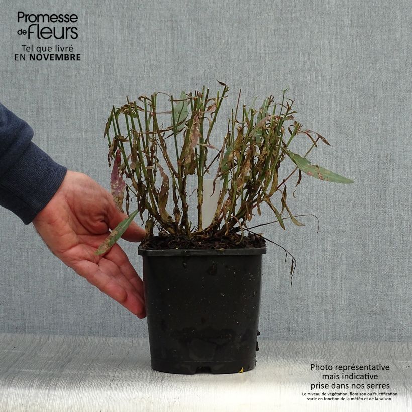 Esemplare di Gaura Whirling Butterflies Vaso da 2L/3L come consegnato in autunno