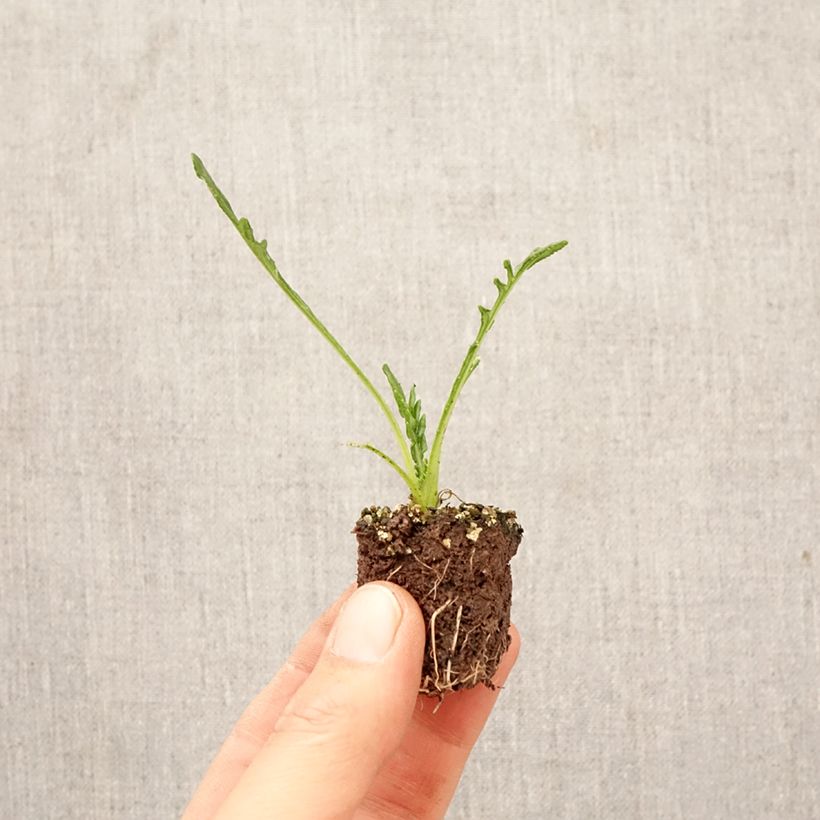 Gazania rigens Big Kiss Yellow Flame - Gazania del Capo Jardimotte: zolla da 3,8 cm x 3,2 cm in vassoio da 16 pezzi. esemplare consegnato in primavera