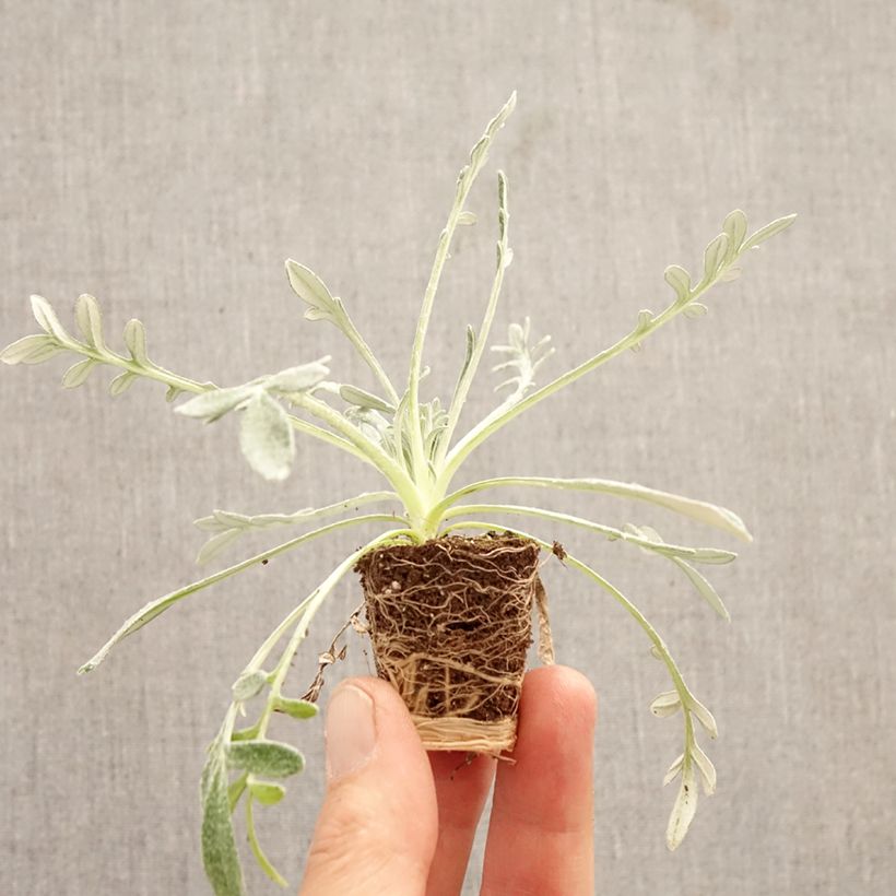 Gazania Sun Stopper orange - Gazania del Capo mini zolla... esemplare consegnato in primavera