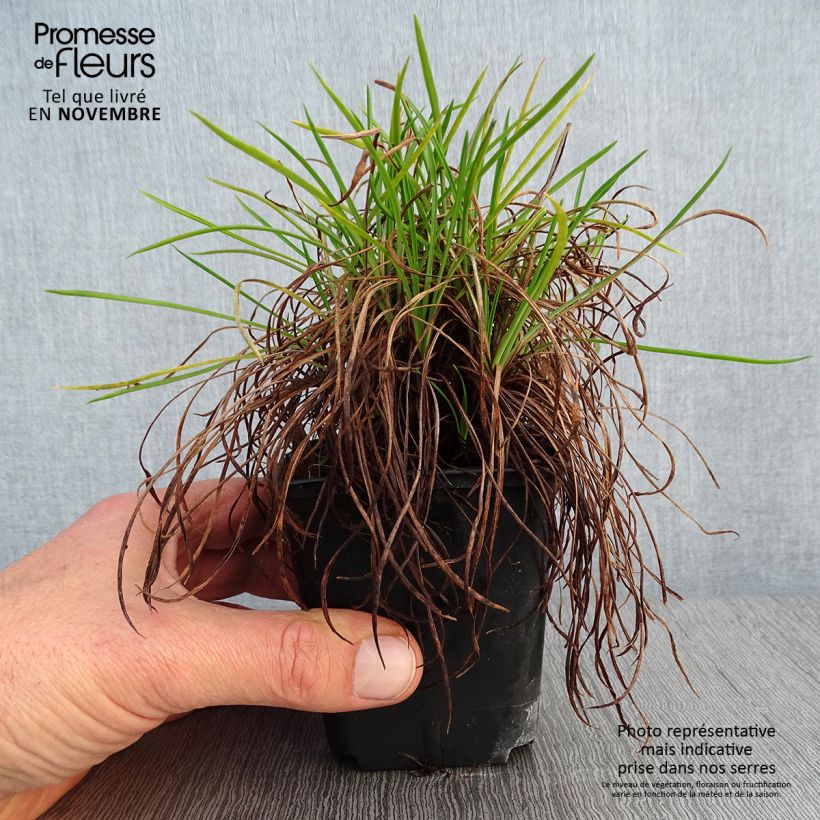 Esemplare di Armeria Ornament Vasetto da 8/9 cm come consegnato in autunno