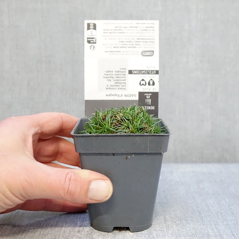 Armeria juniperifolia Bevan's Variety Vasetto da 8/9 cm esemplare consegnato in inverno