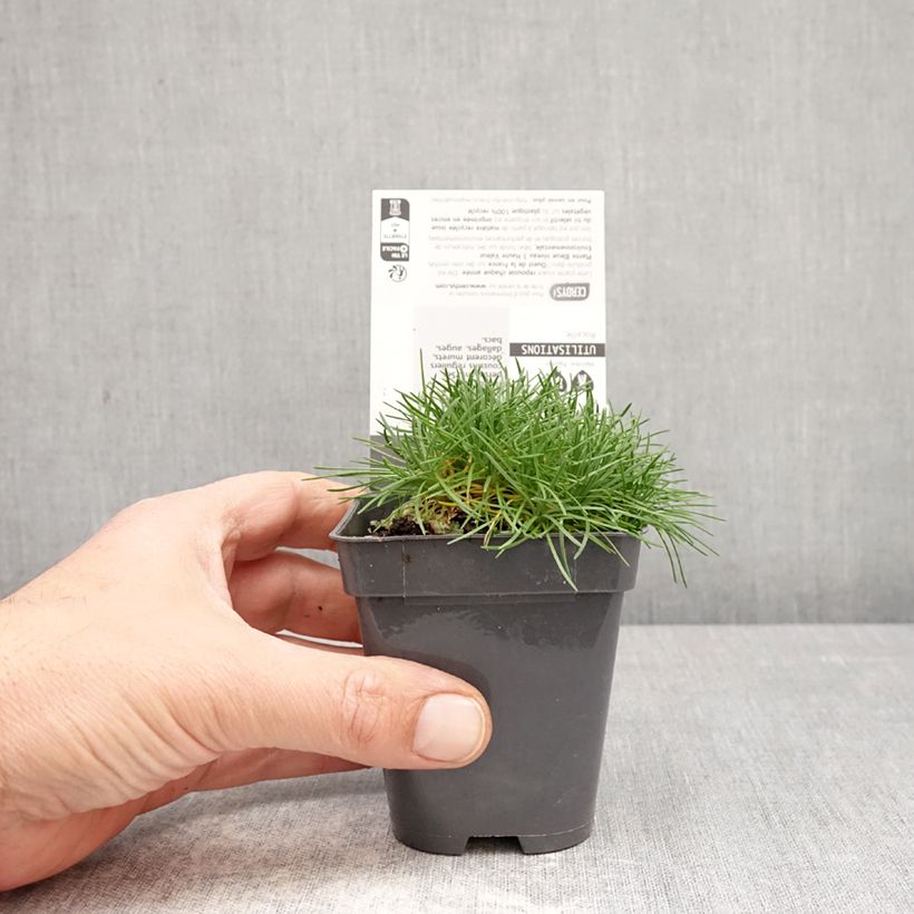 Armeria juniperifolia Bevan's Variety Vasetto da 8/9 cm esemplare consegnato in primavera