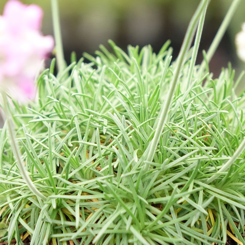 Armeria juniperifolia Bevan's Variety (Fogliame)