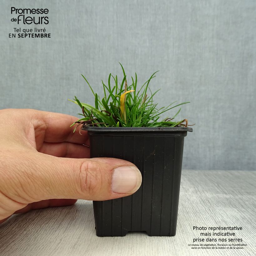 Esemplare di Armeria maritima Düsseldorfer Stolz Vasetto da 8/9 cm come consegnato in autunno