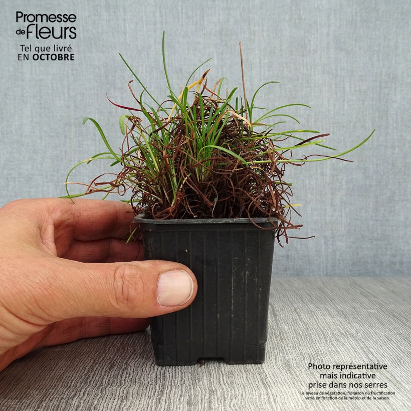 Esemplare di Armeria maritima Splendens Vasetto da 8/9 cm come consegnato in autunno