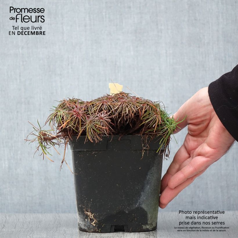 Esemplare di Armeria maritima Splendens Vaso da 2L/3L come consegnato in autunno