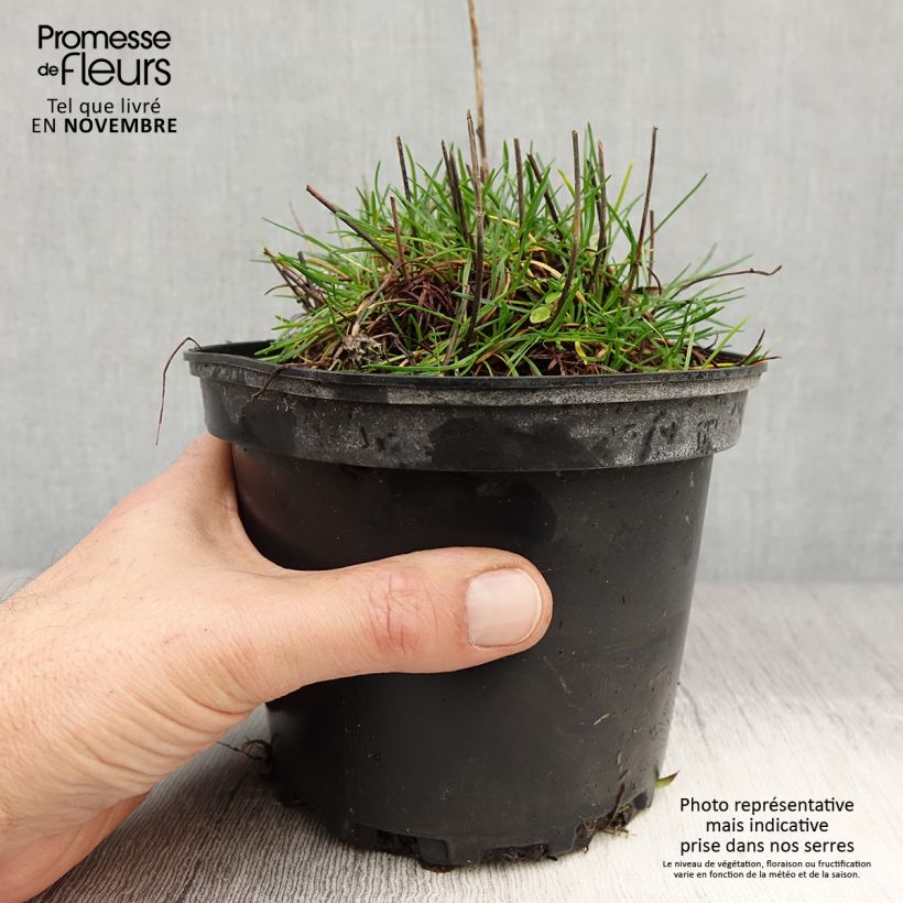 Esemplare di Armeria maritima Alba Vaso da 2L/3L come consegnato in autunno