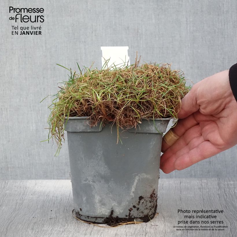 Armeria maritima Alba Vaso da 2L/3L esemplare consegnato in inverno