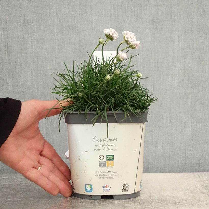 Armeria maritima Alba Vaso da 2L/3L esemplare consegnato in primavera