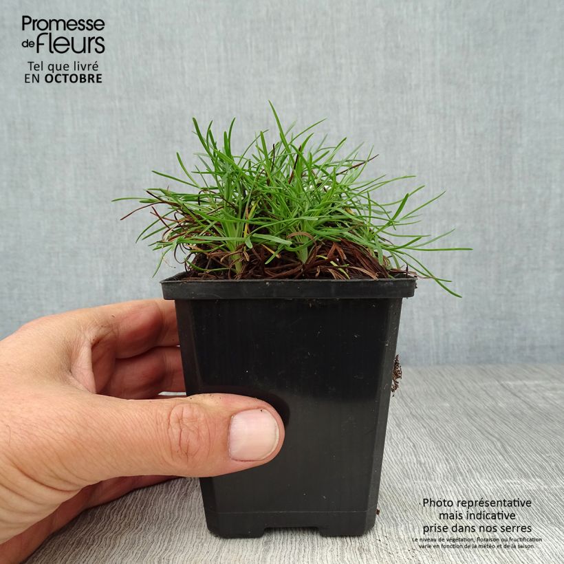 Esemplare di Armeria maritima Vesuvius Vasetto da 8/9 cm come consegnato in autunno