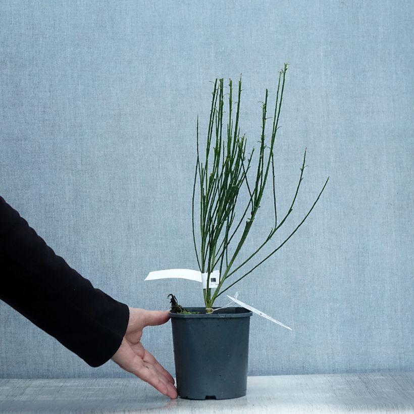 Esemplare di Cytisus scoparius Andreanus - Ginestra dei carbonai Vaso da 2L/3L come consegnato in autunno