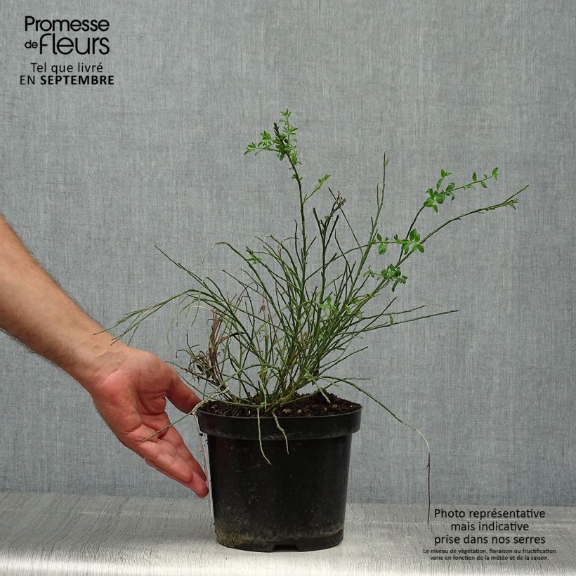 Esemplare di Cytisus scoparius Burkwoodii - Ginestra dei carbonai Vaso da 2L/3L come consegnato in autunno