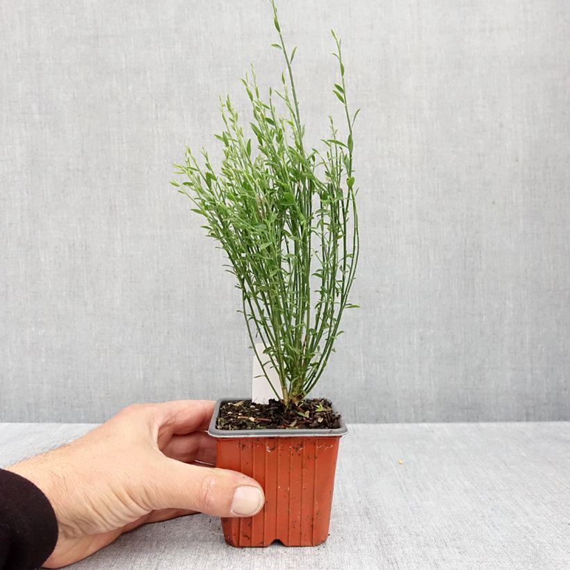 Esemplare di Cytisus scoparius Goldfinch - Ginestra dei carbonai Vasetto da 8/9 cm come consegnato in autunno