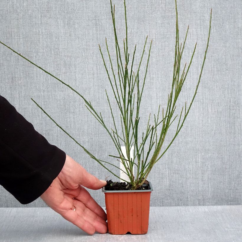 Cytisus scoparius Goldfinch - Ginestra dei carbonai Vasetto da 8/9 cm esemplare consegnato in primavera