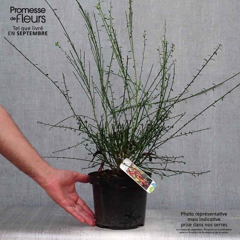 Esemplare di Cytisus scoparius Goldfinch - Ginestra dei carbonai Vaso da 2L/3L come consegnato in autunno
