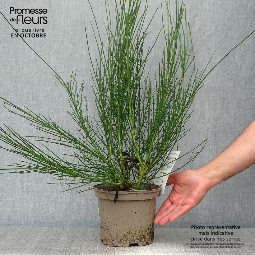 Esemplare di Cytisus scoparius Cytisus Lena - Ginestra dei carbonai Vaso da 2L/3L come consegnato in autunno