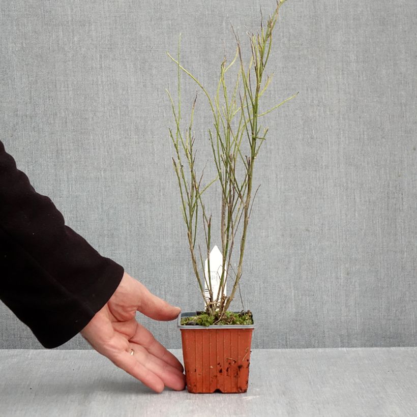 Esemplare di Cytisus scoparius Luna - Ginestra dei carbonai Vasetto da 8/9 cm come consegnato in autunno