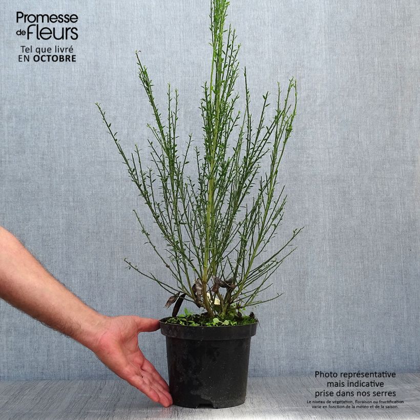 Esemplare di Cytisus scoparius Luna - Ginestra dei carbonai Vaso da 2L/3L come consegnato in autunno
