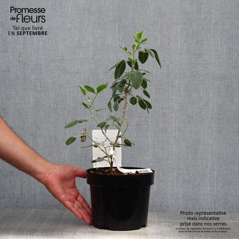 Esemplare di Cytisus battandieri Vaso da 3L/4L come consegnato in autunno