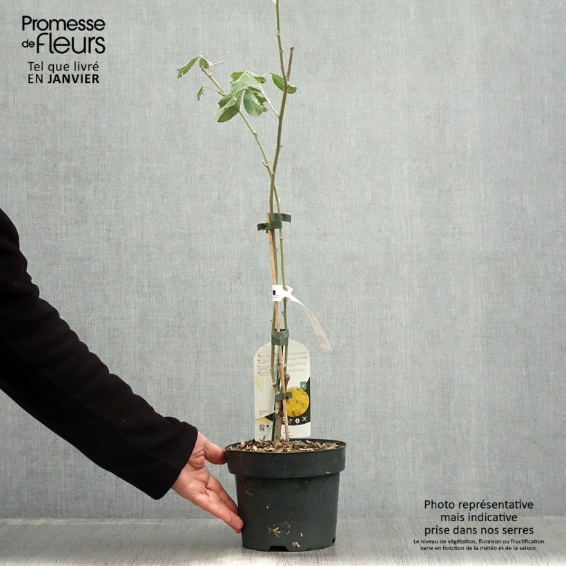 Cytisus battandieri Vaso da 3L/4L esemplare consegnato in inverno