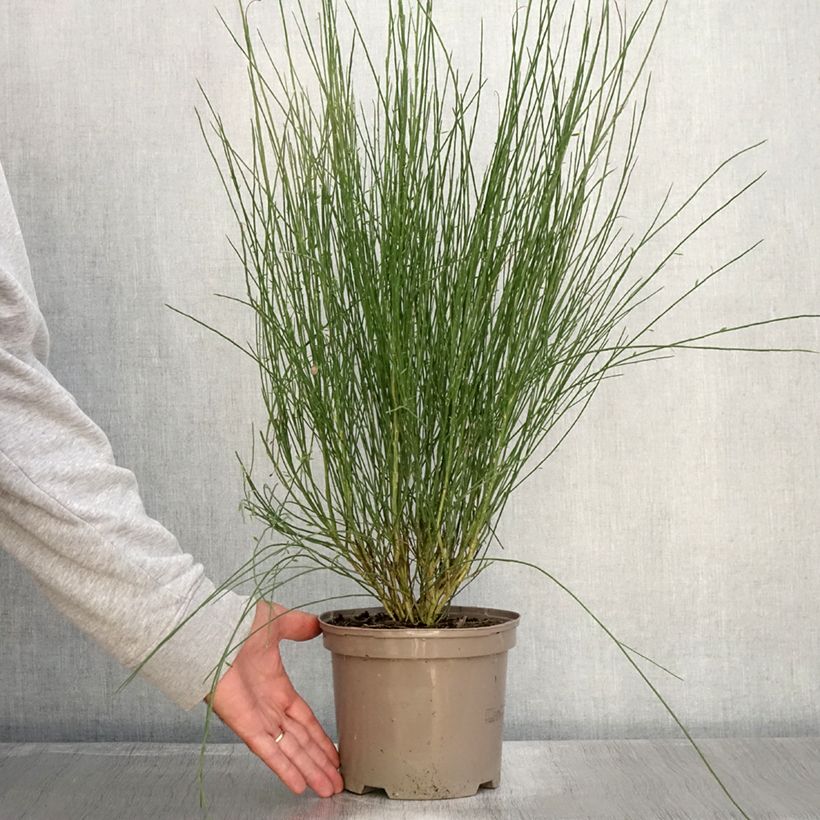 Esemplare di Cytisus praecox Hollandia - Citiso Vaso da 2L/3L come consegnato in autunno