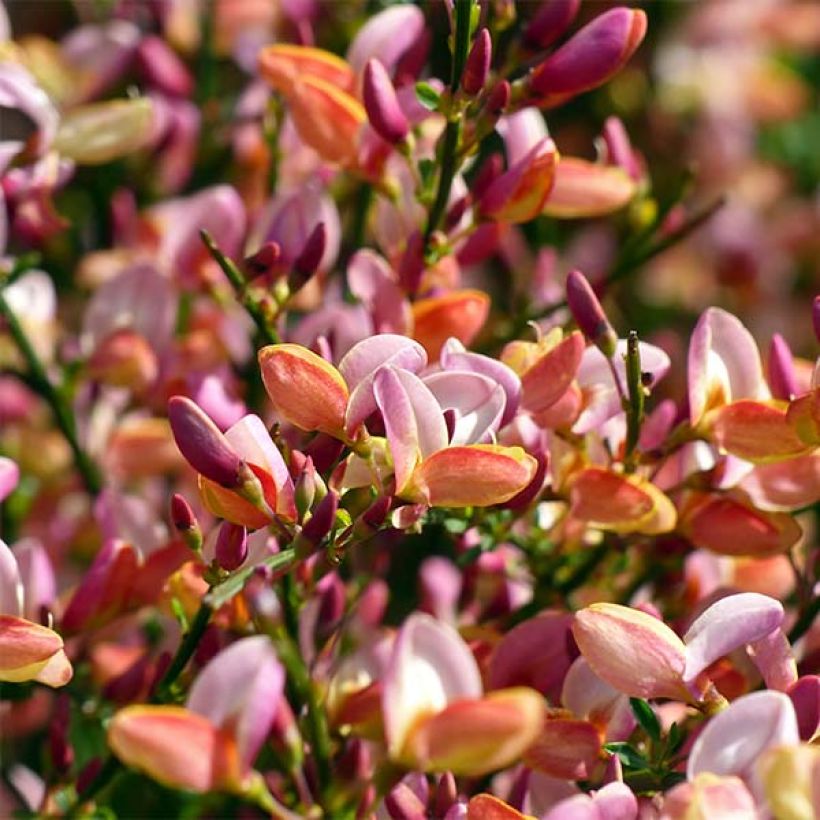 Cytisus procumbens Zeelandia (Fioritura)