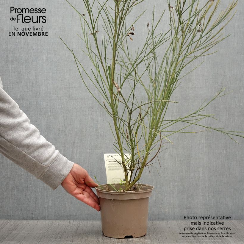 Esemplare di Cytisus scoparius Palette - Ginestra dei carbonai Vaso da 2L/3L come consegnato in autunno