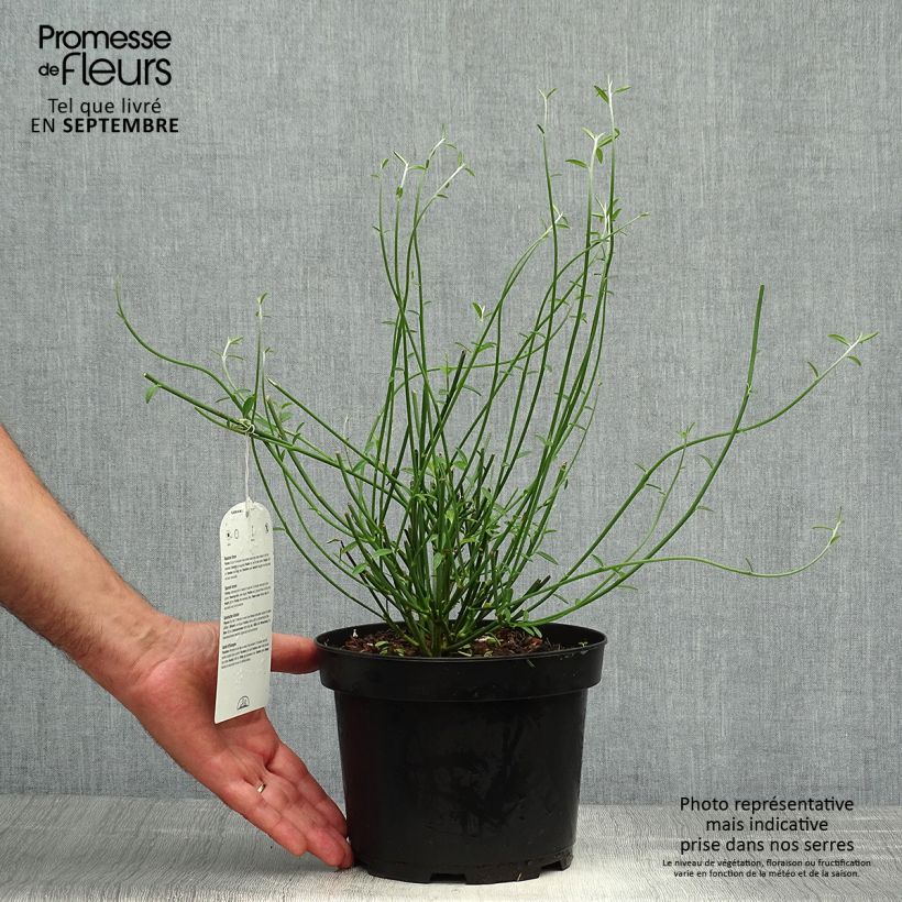 Esemplare di Spartium junceum - Ginestra comune Vaso da 2L/3L come consegnato in autunno