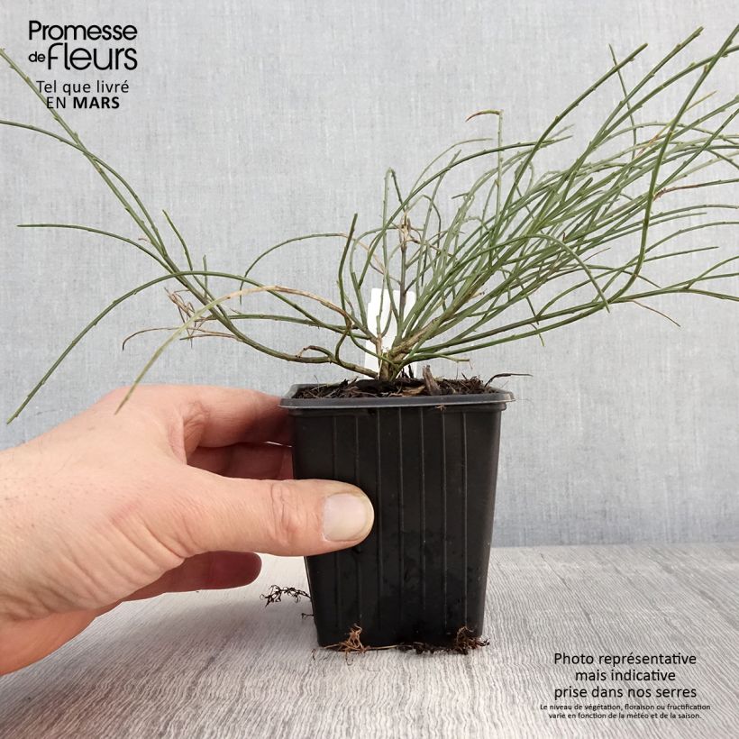 Genista lydia - Ginestra Vasetto da 8/9 cm esemplare consegnato in primavera