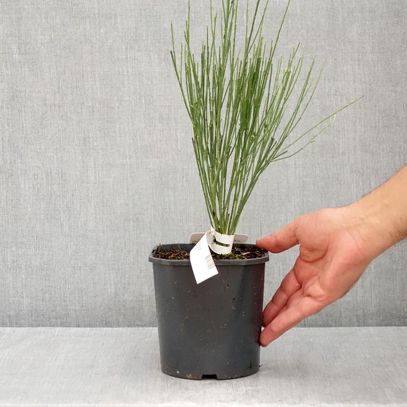Esemplare di Cytisus praecox Albus - Citiso Vaso da 2L/3L consegnato in estate