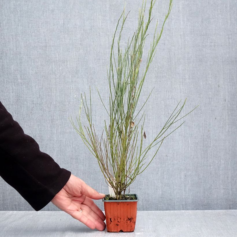 Esemplare di Cytisus praecox Allgold - Citiso Vasetto da 8/9 cm come consegnato in autunno