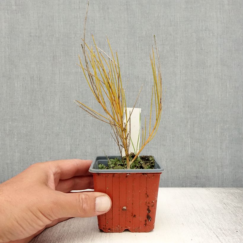 Esemplare di Cytisus praecox Allgold - Citiso Vasetto da 8/9 cm consegnato in estate