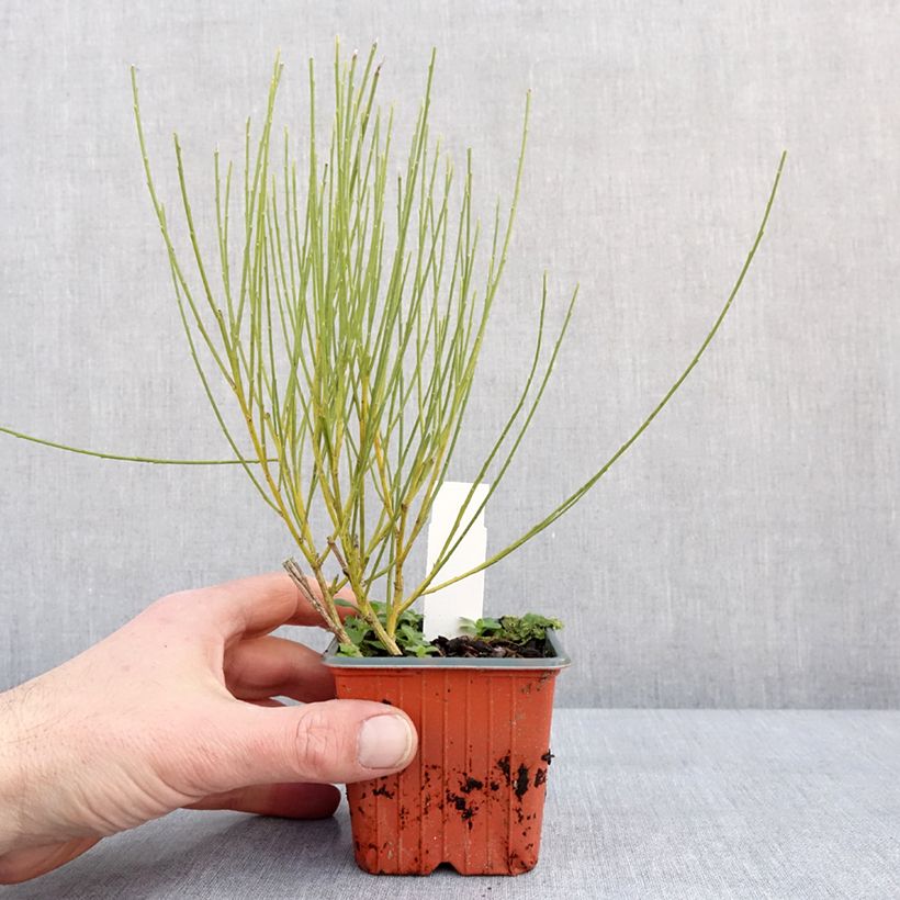 Cytisus praecox Allgold - Citiso Vasetto da 8/9 cm esemplare consegnato in inverno