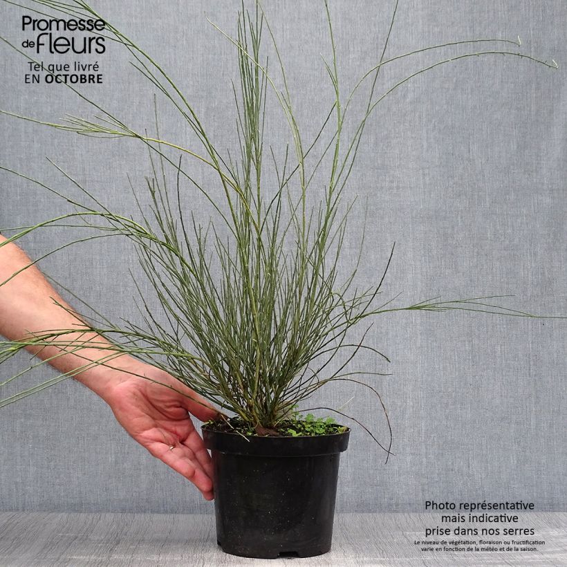 Esemplare di Cytisus praecox Allgold - Citiso Vaso da 2L/3L come consegnato in autunno