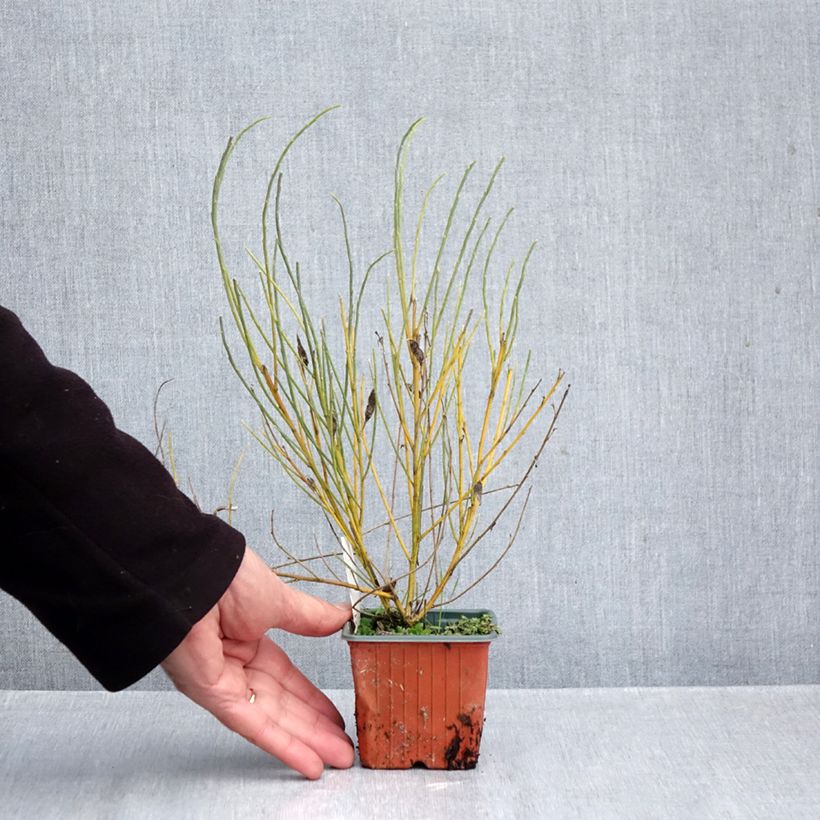 Esemplare di Cytisus praecox - Citiso Vasetto da 8/9 cm come consegnato in autunno