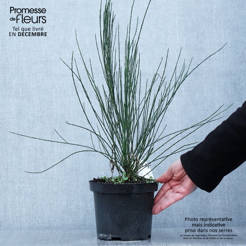 Esemplare di Cytisus praecox - Citiso Vaso da 2L/3L come consegnato in autunno