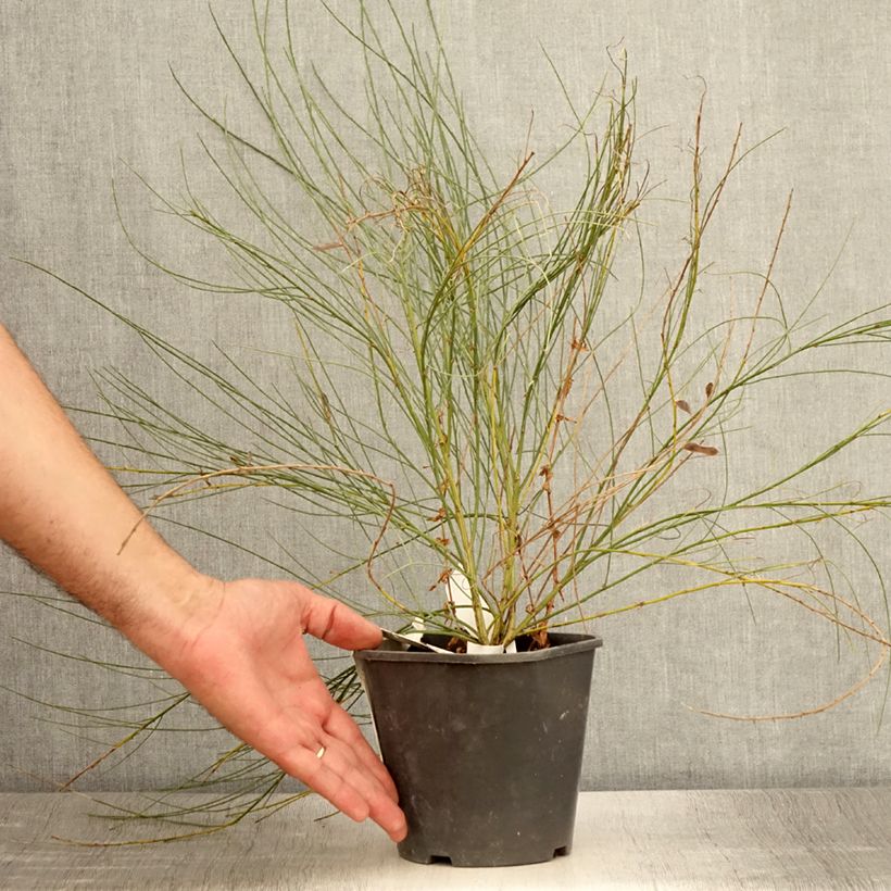 Esemplare di Cytisus praecox - Citiso Vaso da 2L/3L consegnato in estate
