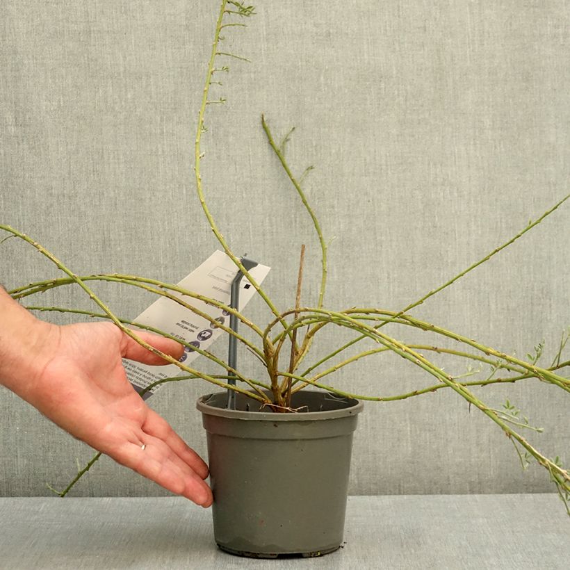 Esemplare di Cytisus kewensis Vaso da 2L/3L consegnato in estate