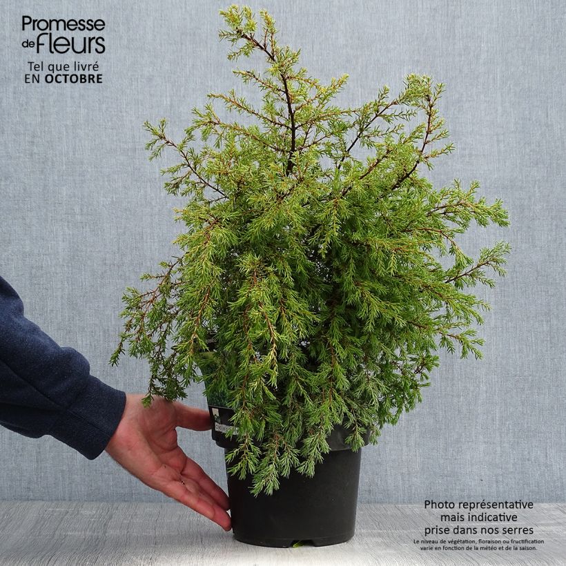 Esemplare di Juniperus communis Gold Cone - Ginepro comune Vaso da 2L/3L come consegnato in autunno
