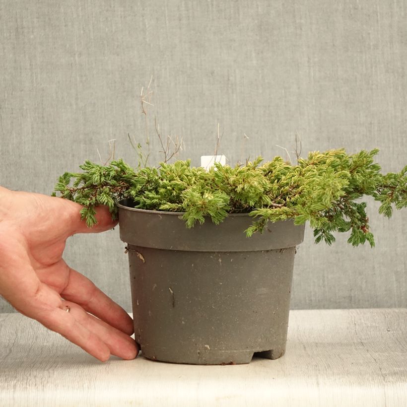 Esemplare di Juniperus communis Goldschatz - Ginepro comune Vaso da 2L/3L consegnato in estate