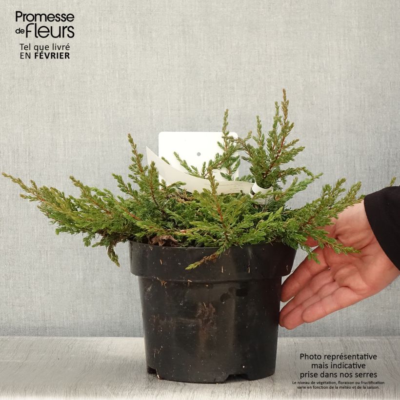 Juniperus communis Goldschatz - Ginepro comune Vaso da 2L/3L esemplare consegnato in inverno