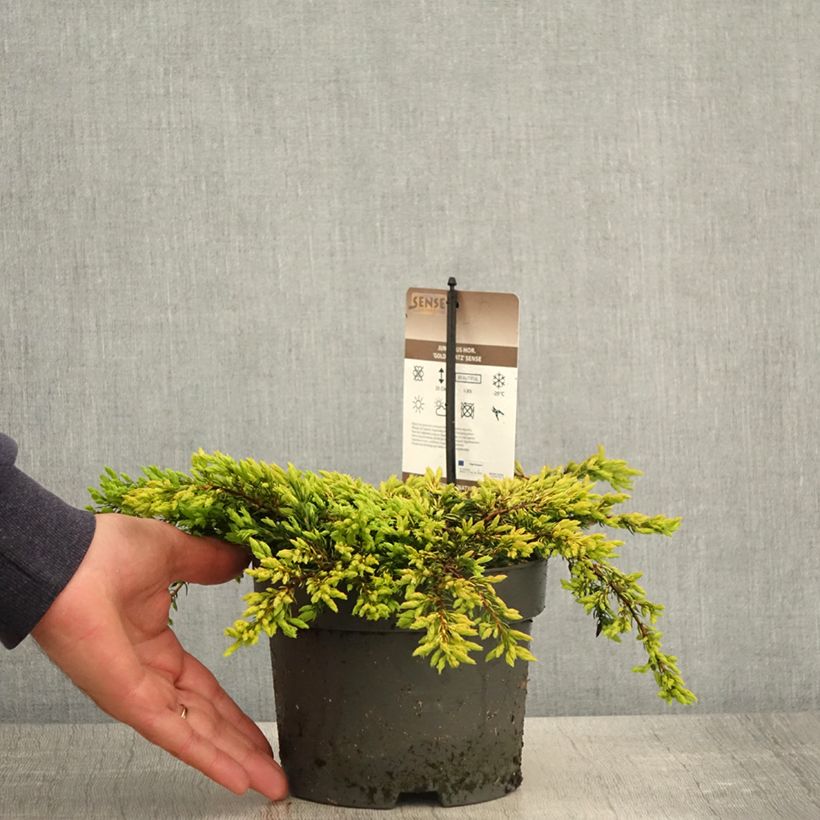 Juniperus communis Goldschatz - Ginepro comune Vaso da 2L/3L esemplare consegnato in primavera