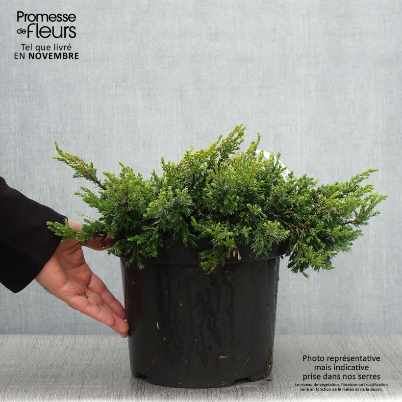 Esemplare di Juniperus communis Goldschatz - Ginepro comune Vaso da 7,5L/10L come consegnato in autunno