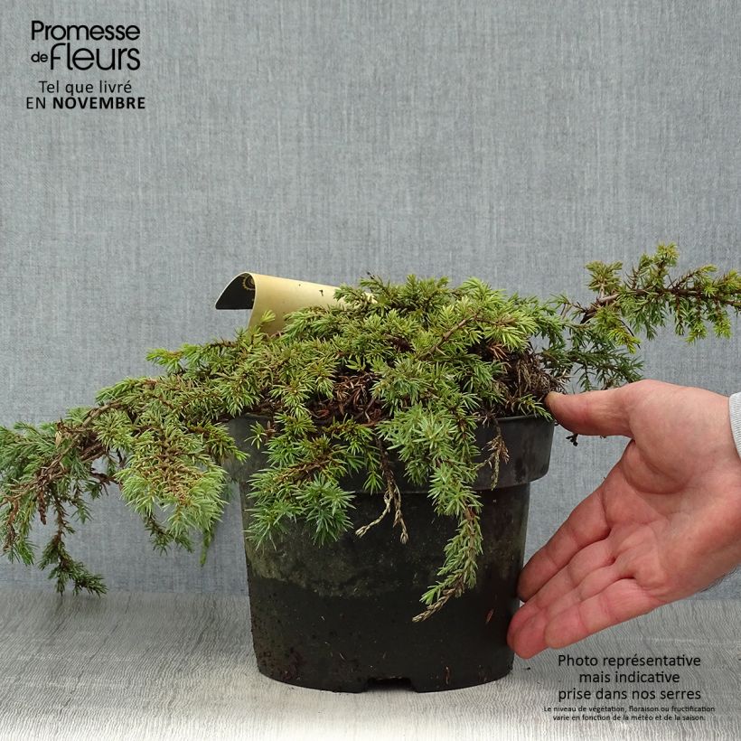 Esemplare di Juniperus communis Green Carpet - Ginepro comune Vaso da 2L/3L come consegnato in autunno