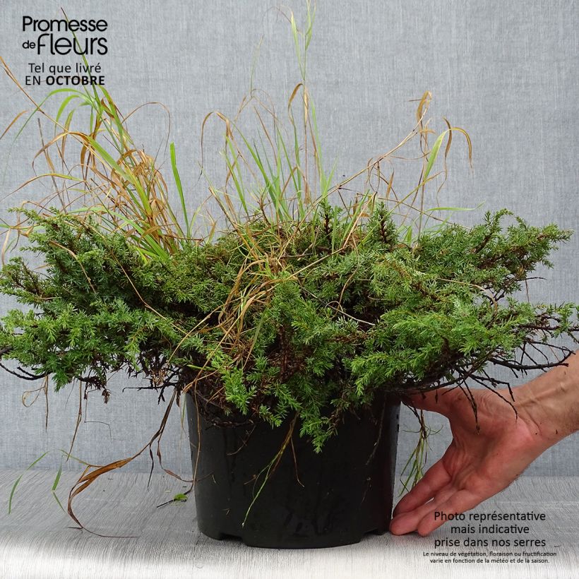 Esemplare di Juniperus communis Green Carpet - Ginepro comune Vaso da 7,5L/10L come consegnato in autunno