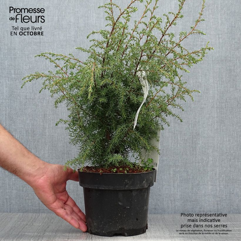 Esemplare di Juniperus communis Hibernica - Ginepro comune Vaso da 2L/3L come consegnato in autunno